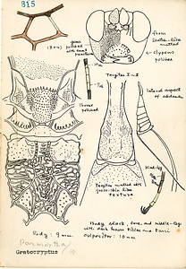 岩田久二雄フィールドノート