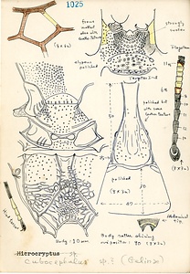 岩田久二雄フィールドノート