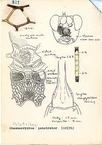 岩田久二雄フィールドノート