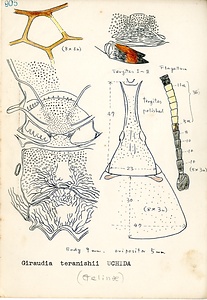 岩田久二雄フィールドノート
