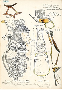 岩田久二雄フィールドノート