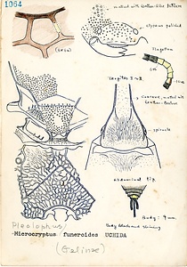 岩田久二雄フィールドノート