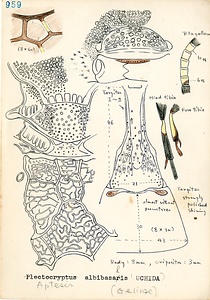 岩田久二雄フィールドノート