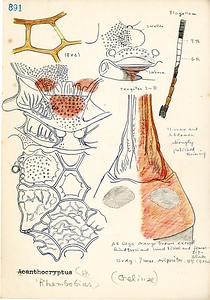岩田久二雄フィールドノート