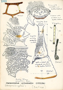 岩田久二雄フィールドノート