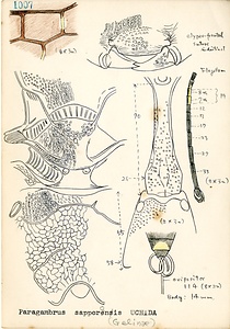 岩田久二雄フィールドノート
