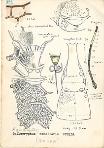 岩田久二雄フィールドノート