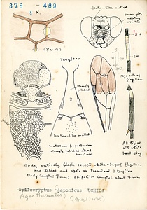 岩田久二雄フィールドノート