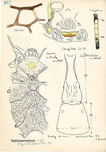 岩田久二雄フィールドノート