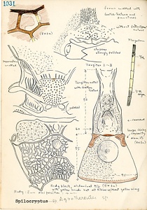 岩田久二雄フィールドノート