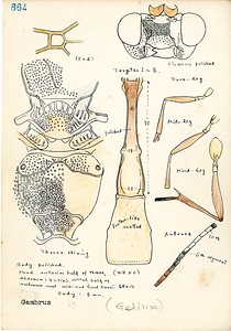 岩田久二雄フィールドノート