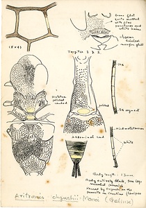岩田久二雄フィールドノート
