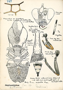 岩田久二雄フィールドノート