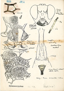 岩田久二雄フィールドノート
