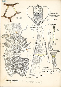 岩田久二雄フィールドノート