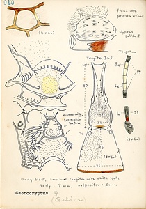 岩田久二雄フィールドノート