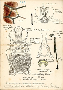 岩田久二雄フィールドノート