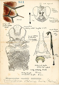 岩田久二雄フィールドノート