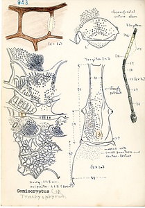 岩田久二雄フィールドノート