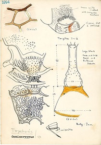 岩田久二雄フィールドノート