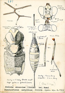 岩田久二雄フィールドノート