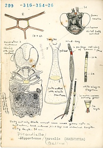 岩田久二雄フィールドノート