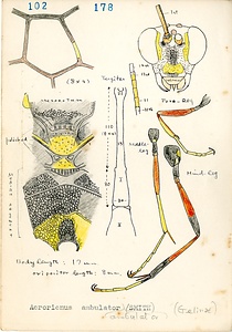 岩田久二雄フィールドノート