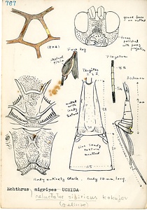 岩田久二雄フィールドノート