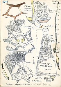 岩田久二雄フィールドノート