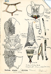 岩田久二雄フィールドノート