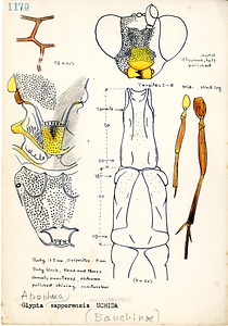 岩田久二雄フィールドノート