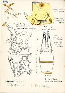 岩田久二雄フィールドノート