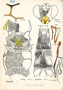 岩田久二雄フィールドノート