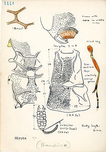 岩田久二雄フィールドノート