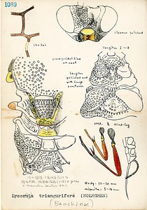 岩田久二雄フィールドノート