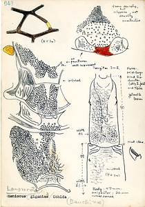岩田久二雄フィールドノート
