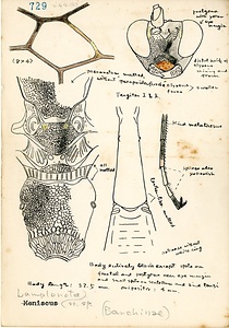 岩田久二雄フィールドノート