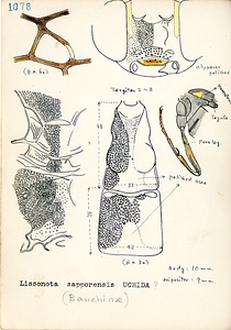 岩田久二雄フィールドノート