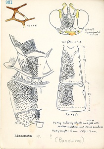 岩田久二雄フィールドノート