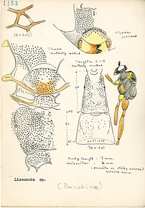 岩田久二雄フィールドノート