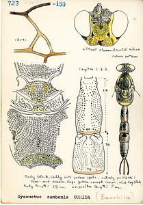 岩田久二雄フィールドノート