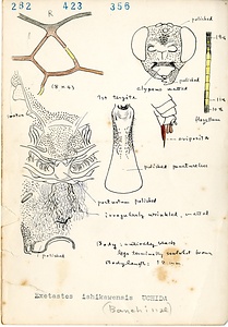 岩田久二雄フィールドノート