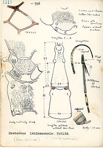 岩田久二雄フィールドノート