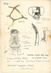 岩田久二雄フィールドノート