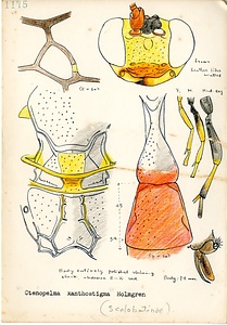 岩田久二雄フィールドノート