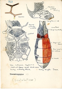 岩田久二雄フィールドノート
