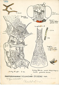 岩田久二雄フィールドノート