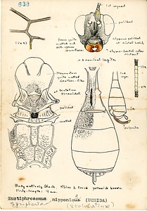 岩田久二雄フィールドノート