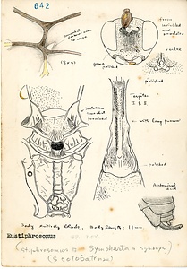 岩田久二雄フィールドノート