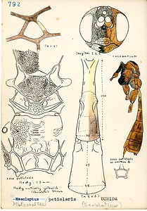 岩田久二雄フィールドノート
